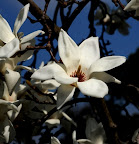 Japanese magnolia