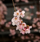 Sakura, Kyoto