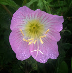 Evening Primrose