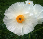 Texas Prickly Poppy