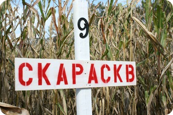 481