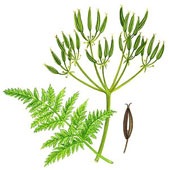 [herbs13.jpg]
