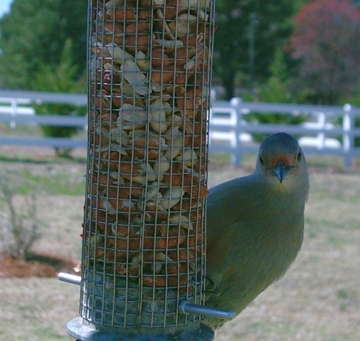 [RBWoodpecker23.jpg]