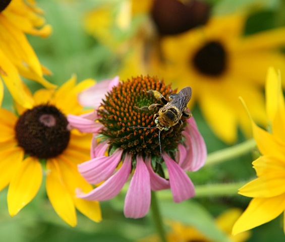 [Bee4.jpg]