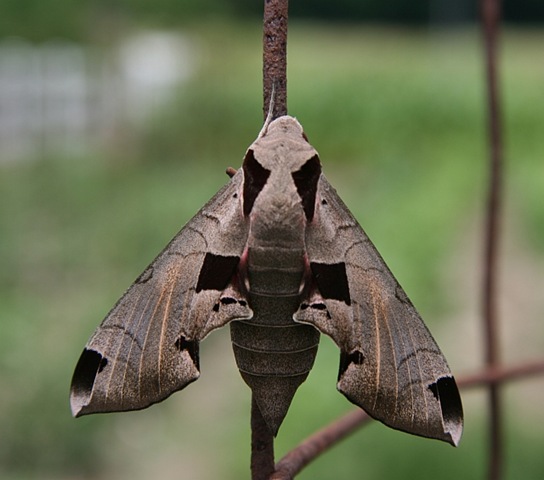 [IMG_400411.jpg]