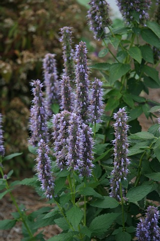 [IMG_52244.jpg]