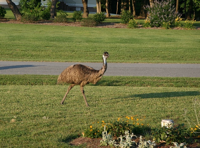 [emu1[8].jpg]
