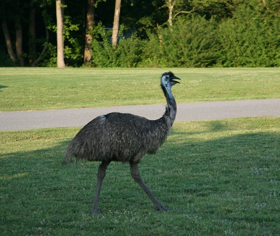 [emu3[3].jpg]