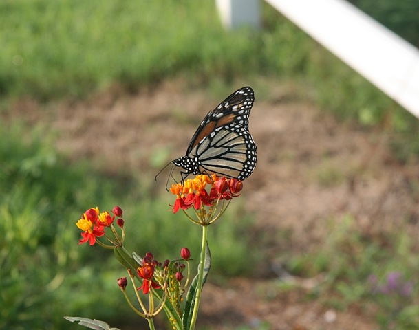 [Monarch on milkweed[4].jpg]