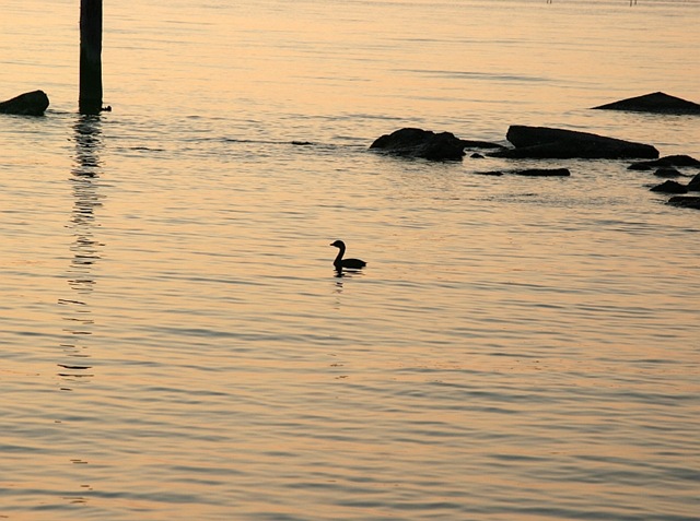 [Grebe6.jpg]