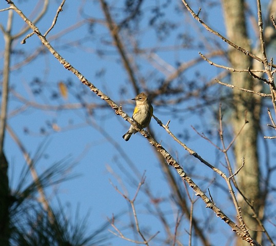 [Yellow-rumped Warbler[14].jpg]
