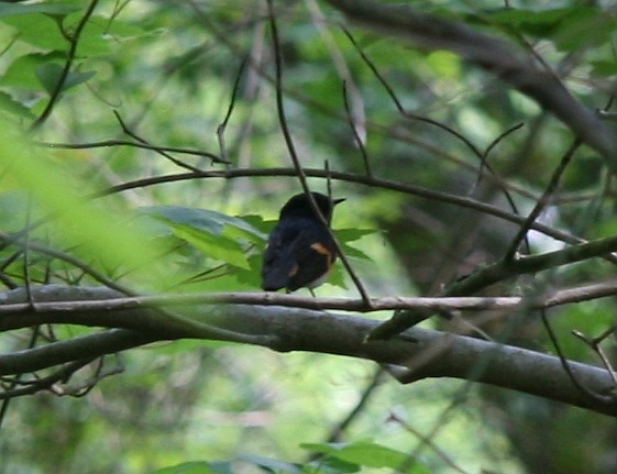 [redstart[6].jpg]