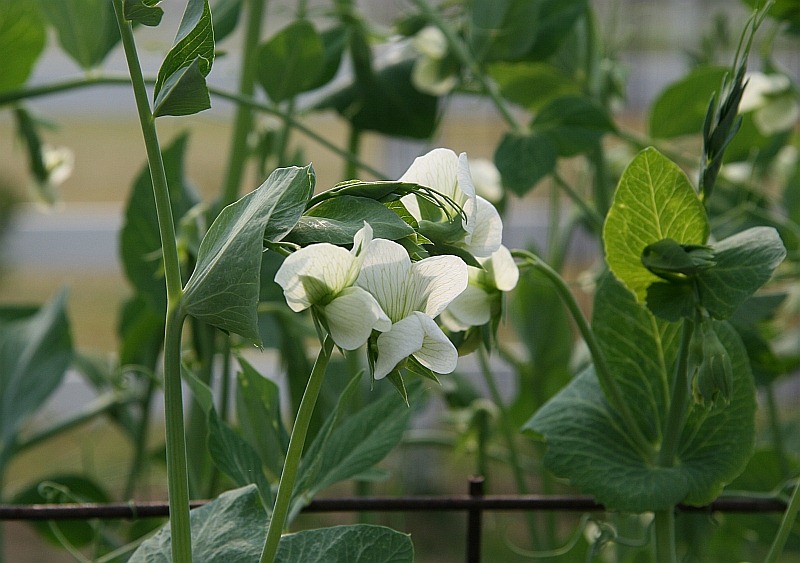 [Peas[7].jpg]