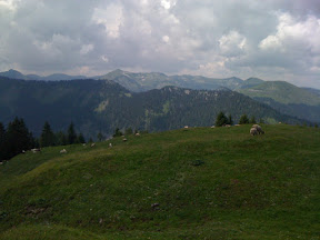 Wohnzimmer der Schafe
