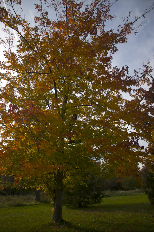 CRW_7008.jpg CRW_7008.jpg