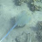 Bluespotted Ribbontail Ray