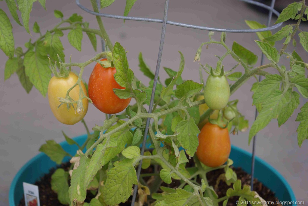 [Tomato plant[15].jpg]
