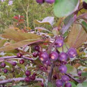 Huckleberry