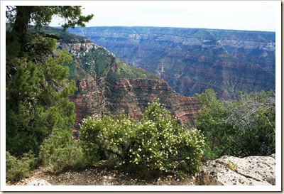 Cliff Rose and Canyon - Grand Canyon NP
