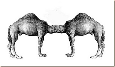 palindromedary