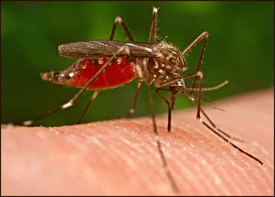 [mosquito_malaria5.png]