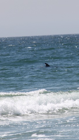 [dolphins2 9-4-2010 1-56-56 PM[4].jpg]