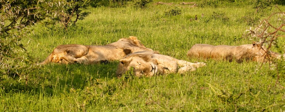 IMAGE: http://lh5.ggpht.com/_3EGyrfPaGJs/TP4lrbCRP5I/AAAAAAAACNk/mc3JxWk8Fuo/s912/20101118-IMG_7186.jpg