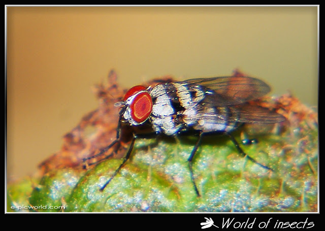 fly picture