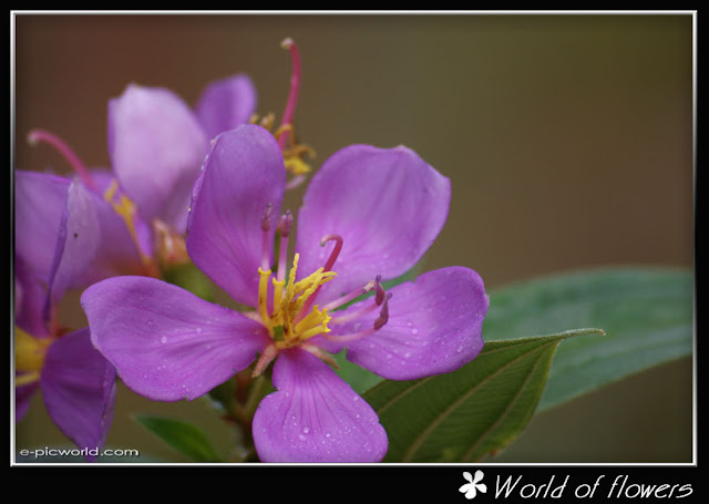 periwinkle flower picture
