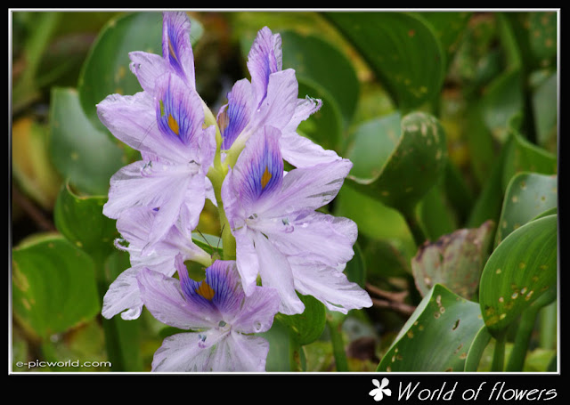 Water lily picture