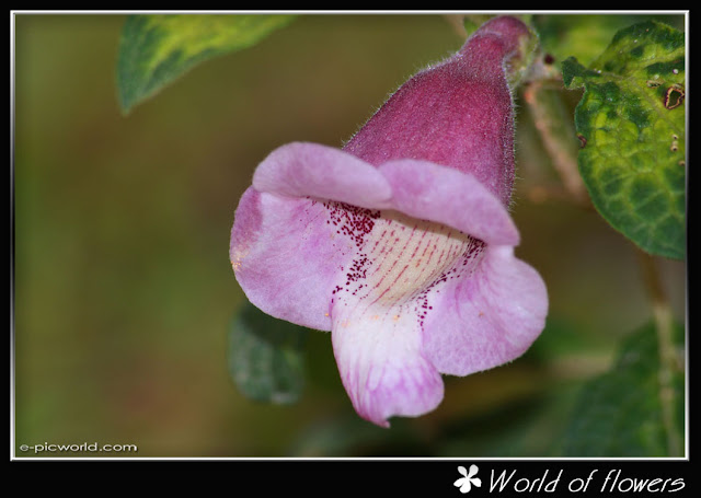 flower picture