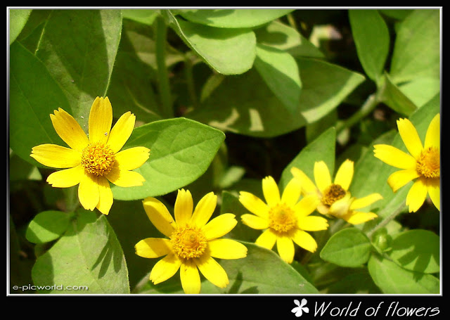 daisy flower picture