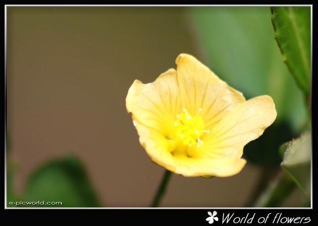 flower picture