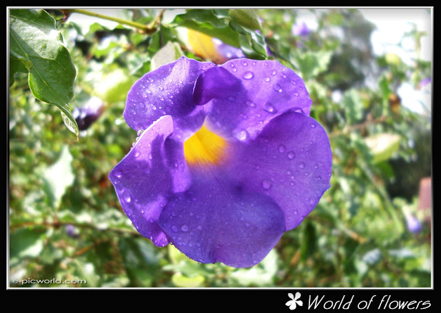 morning glory flower picture