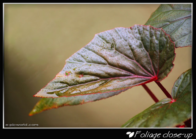 Foliage close up picture