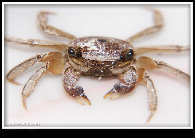 small Crab picture