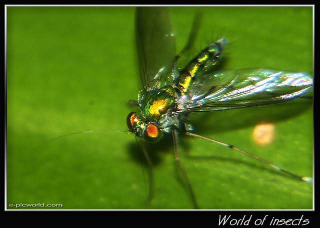 long legged fly picture