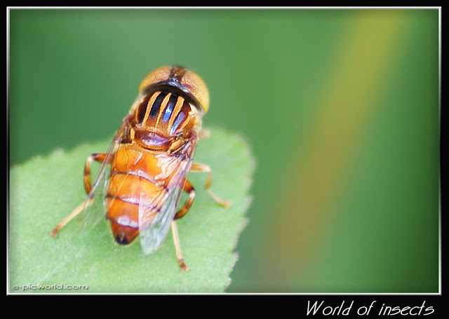 fly picture