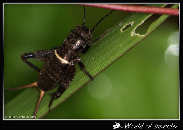 field cricket picture