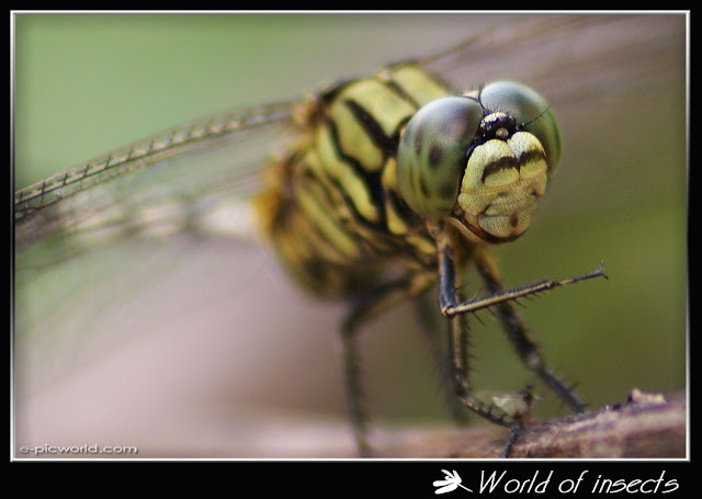 dragonfly picture