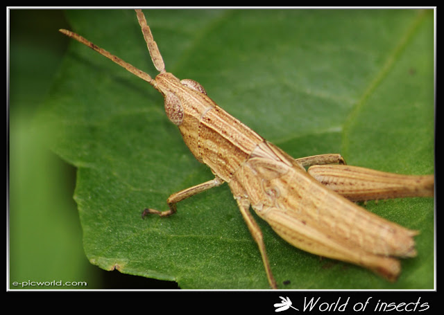 grasshopper picture