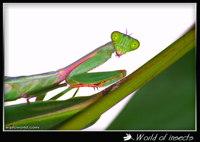 mantis picture