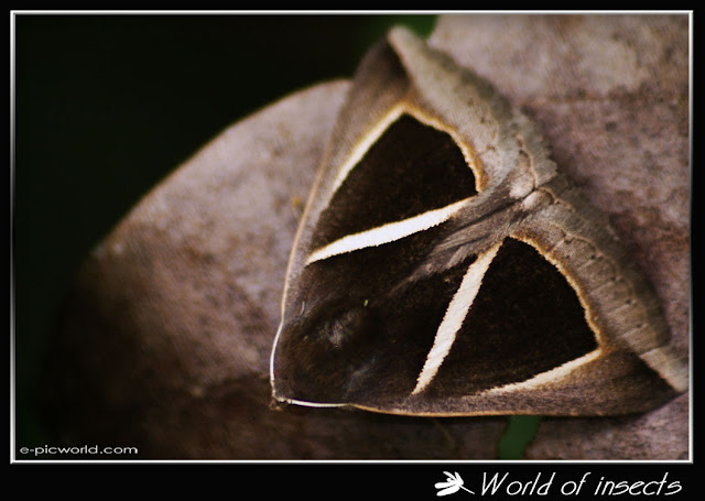 moth picture