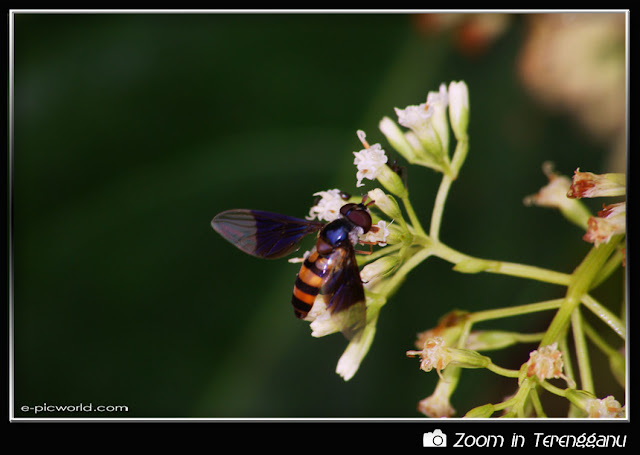 wasp sucking nectar flower picture