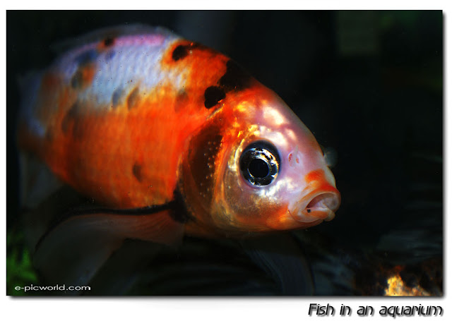 fish in an aquarium close up pictures
