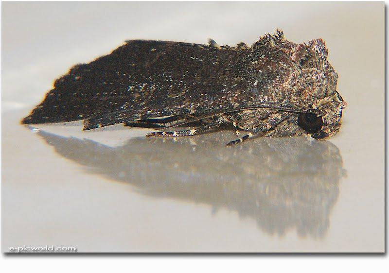 moth insect picture