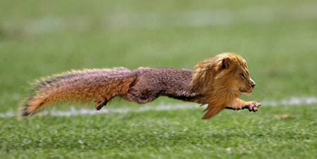 Squirrellion | Cleveland | iCarabout.com