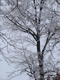 DSC08184.JPG