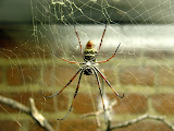Toledo Zoo 2006 039.jpg
