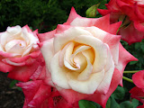 Toledo Zoo 2006 135.jpg